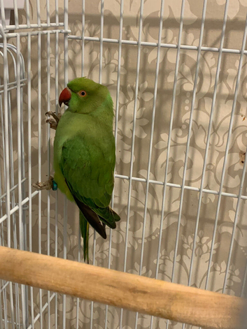 Babe Ring neck And one adult