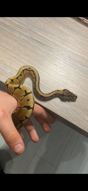 Spider 66% het albino clown royal python