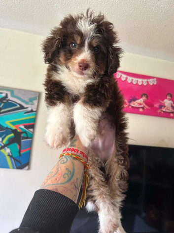 Cavapoo cross Pomsky