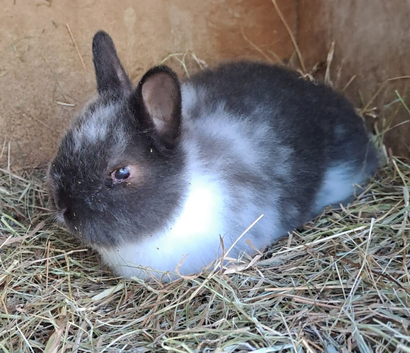 Rescue Netherland Dwarf Boy Ori - Vaccinated - Looking for a Good home :)