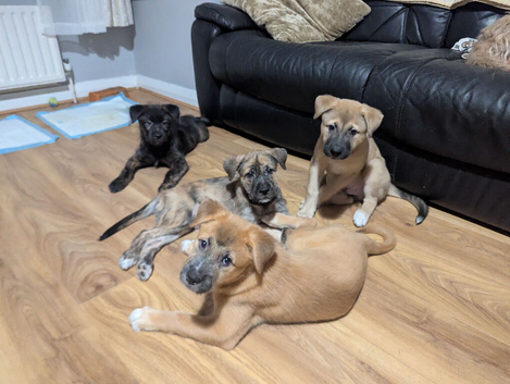 READY NOW / Beautiful American Akita x Irish Wolfhound pups