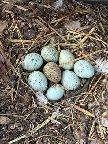 Caledon and coturnix Quail Fertile Eggs