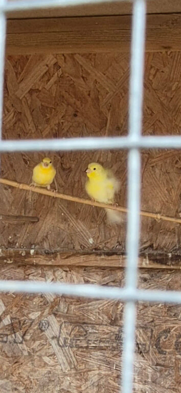2 beautiful canaries