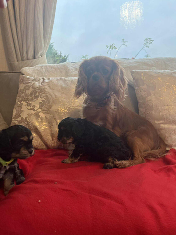 2 gorgeous F1 Cavapoo Boys