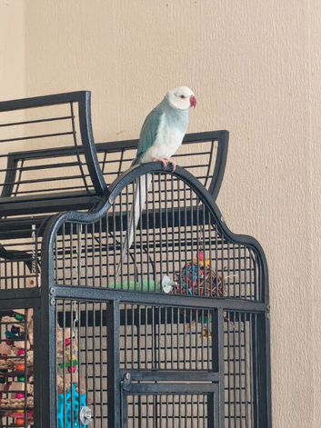 Blue mutation 2 years old
