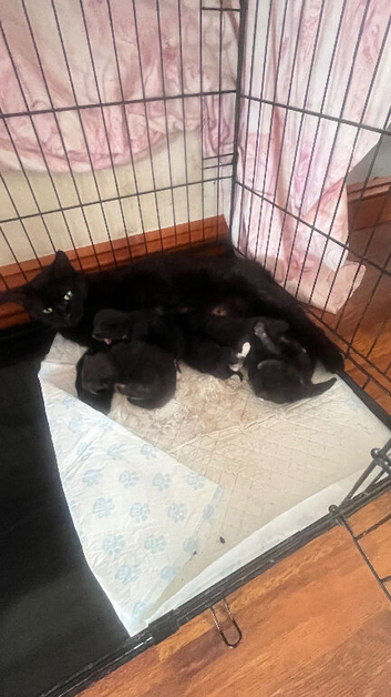 Kittens