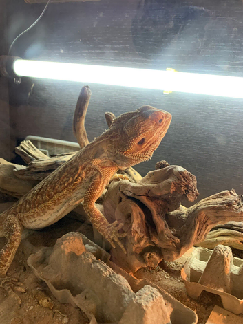Bearded dragon 1year old