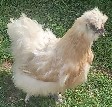 Unrelated pair of silkies