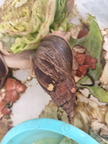 2 years old African land snails