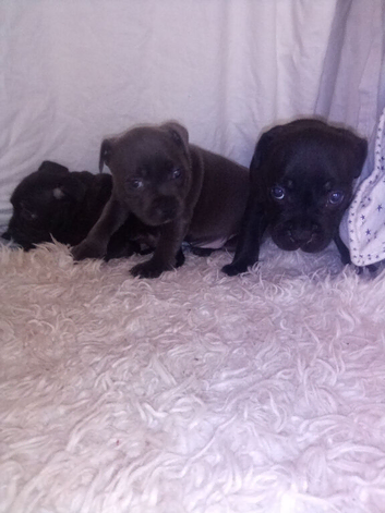 Staffordshire bull terrier pups