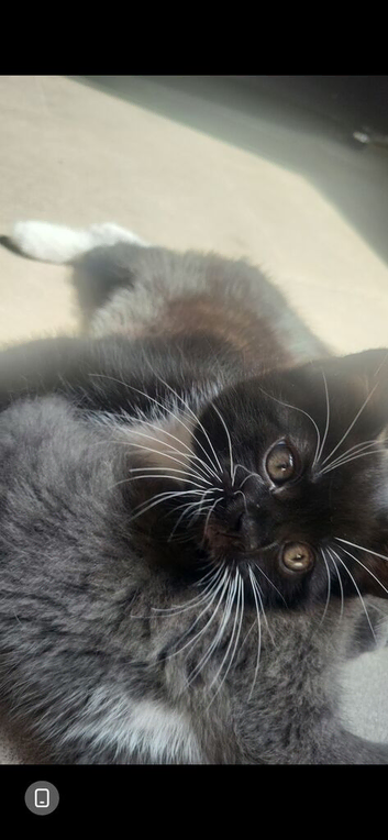 Cute 8 week kitty needs rehoming