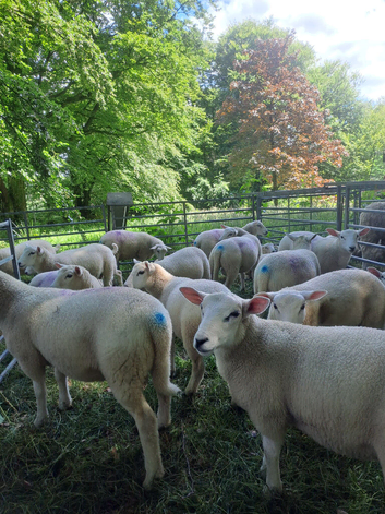 Lleyn Purebred Ram Lambs 13-16 Weeks Old
