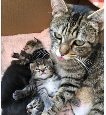 2 kittens