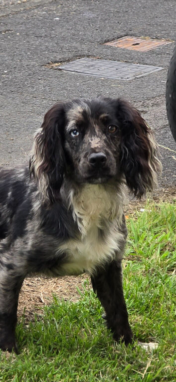 Cocker Spaniel stud