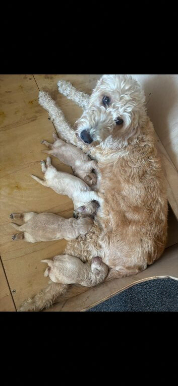 Stunning labradoodle