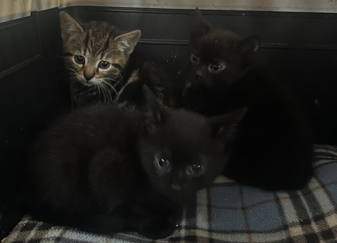 Kittens