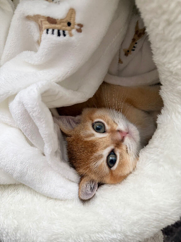 Scottish Straight Kitten golden shade
