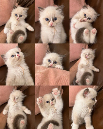 Ragdoll female bicolour