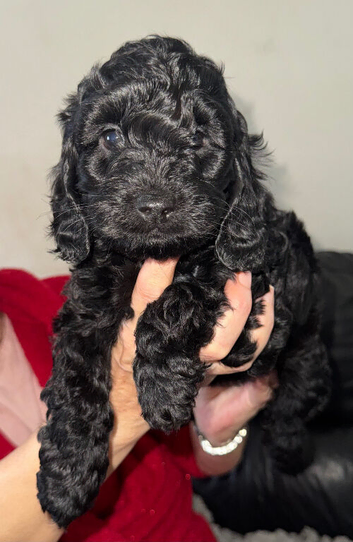 Cockerpoo puppys