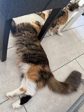 LAST FEMALE TORTOISESHELL MAINE COON X KITTEN