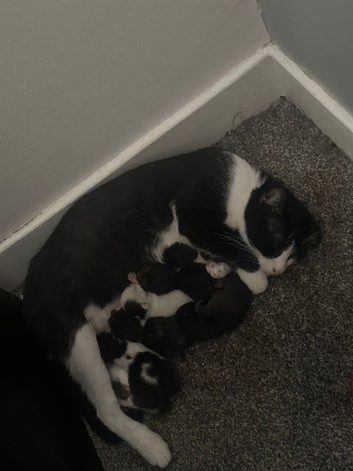 Lovely kittens for sale