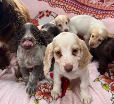 Cocker spaniel