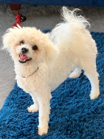 BICHON FRISE STUD DOG