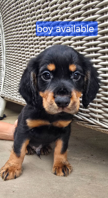 Kc working cocker spainel puppies