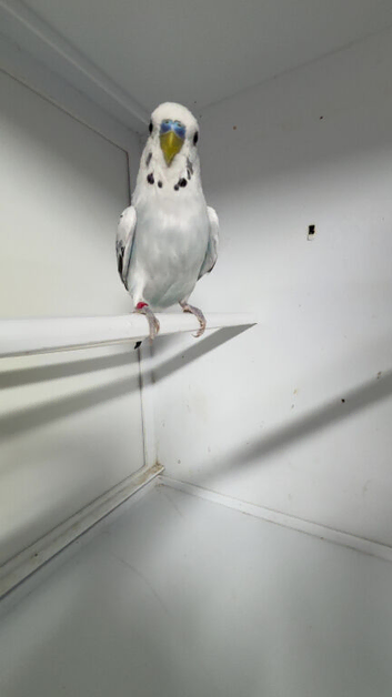 Baby budgies