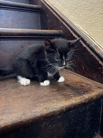 Kittens for a good home