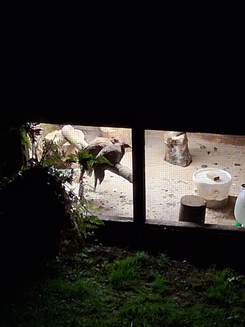 I have 2 male silver pheasants looking to swop or buy a female