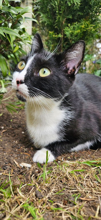 Female cat for rehoming