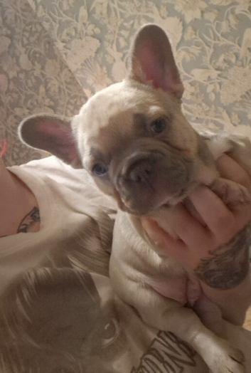 2 beautiful frenchbulldog fluffy carriers puppys