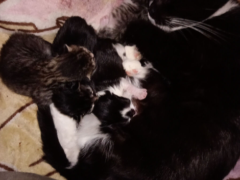 Kittens
