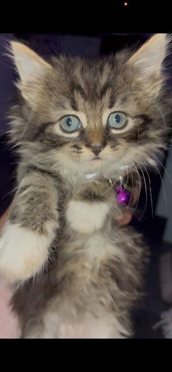 Last kitten left