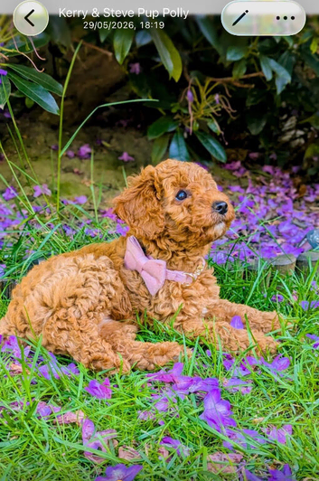 Four gorgeous miniature poodle pups ready now