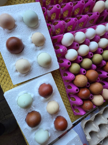 Hatching Eggs Bantam & Large - frizzle/marans/polish/legbar
