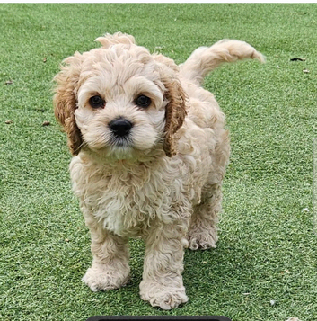 American cockerpoo f1b puppies