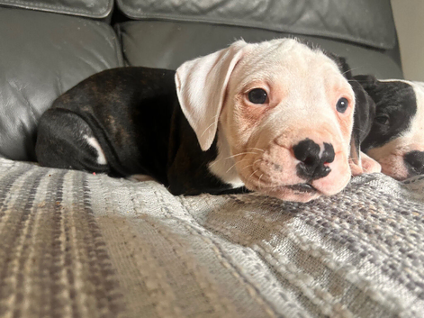 American Bulldog Puppies &ndash; 1 boy  & 1Girl