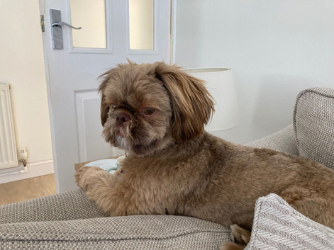 Teddy 10 months old