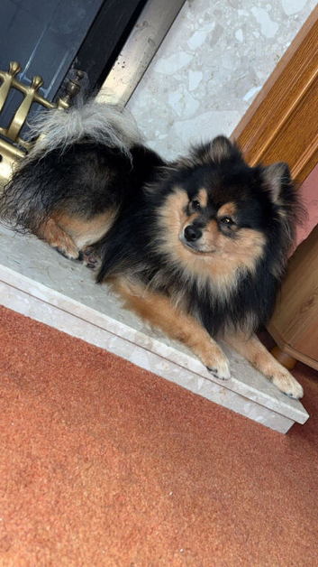 Pomeranian for stud