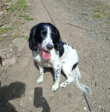 Beautiful Proven Springer Spaniel for stud