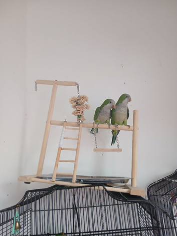 Female and male pair