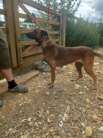 Belgian malinois