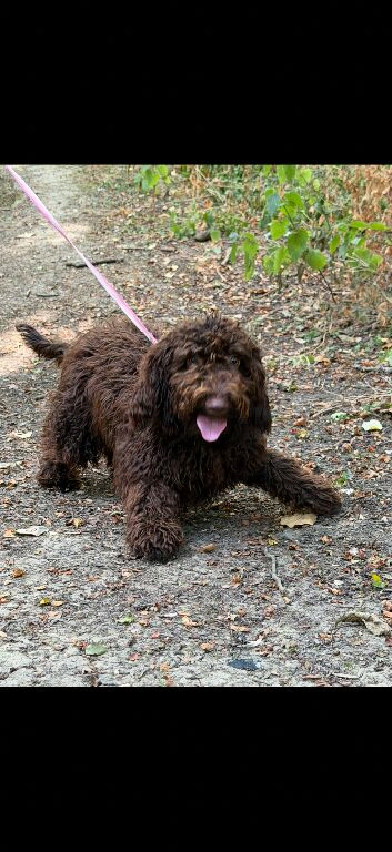 Lola female