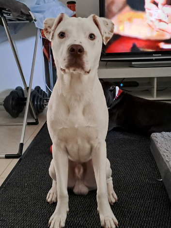 American bull x
