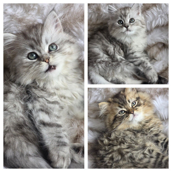 Persian kittens 1 silver girl , 3 silver boys, 2 golden boys