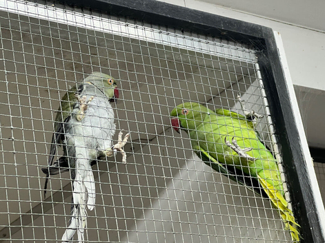 Breeding Pair Ringnecks