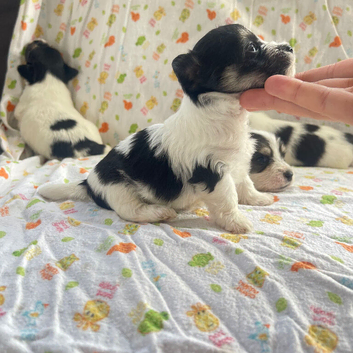 Litter of Sealyham cross cairn terrier puppies