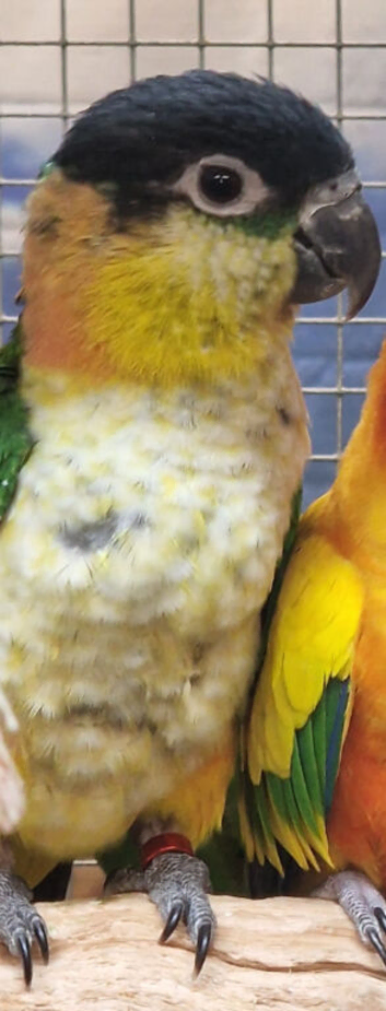 Stunning Baby Caique Parrot